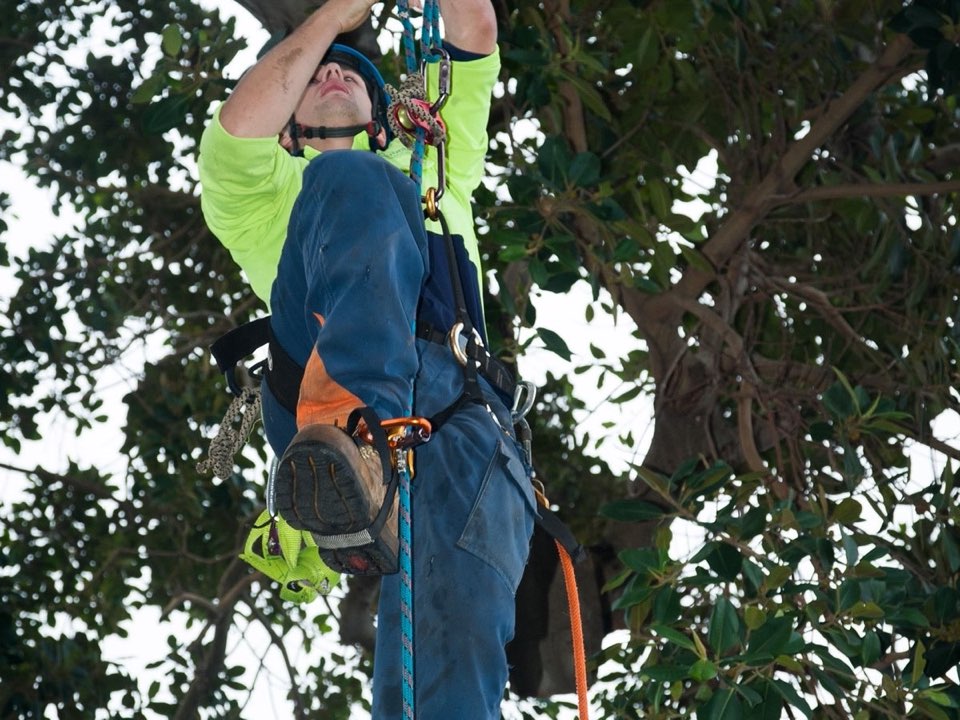 Qualified arborist working in a mature tree during a property survey in Greater London