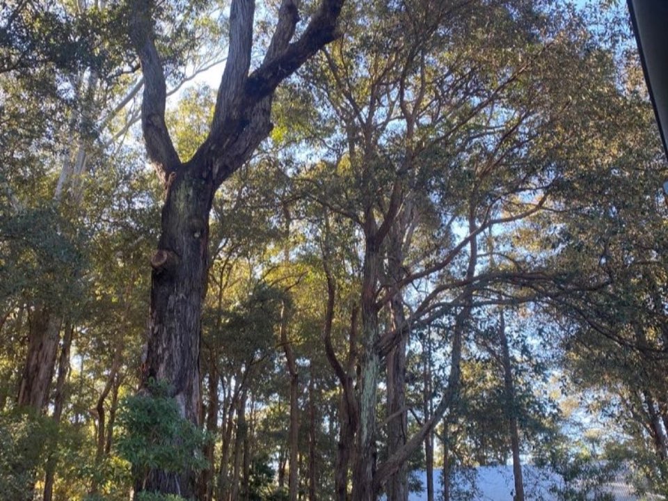 Mature trees in a Greater London parkland setting due for routine re-inspection